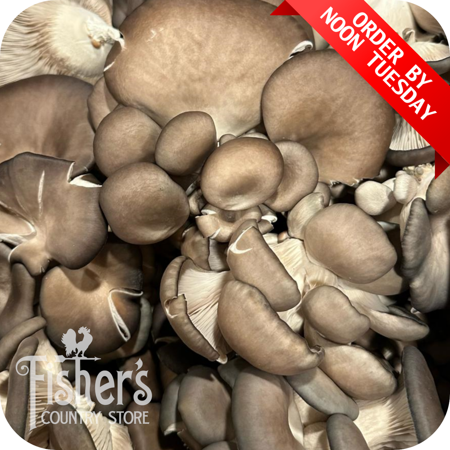 3 lb. PA-grown Mushrooms, King Oyster